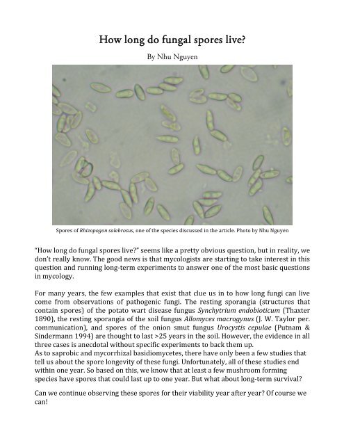 How long do fungal spores live?