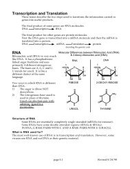 Transcription and Translation RNA