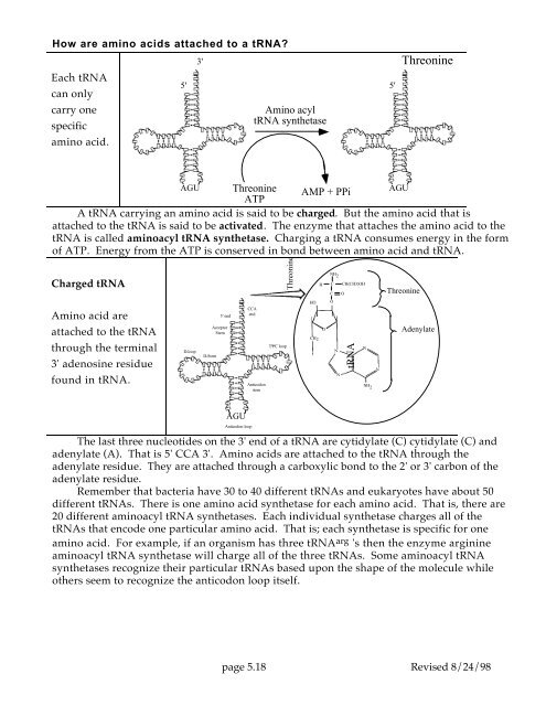 Transcription and Translation RNA