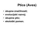 Ptice (Aves)