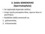 3. Deblo SEMENOVKE (Spermatophyta)