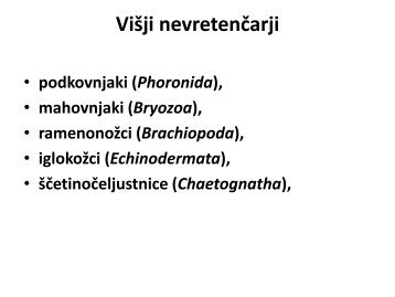 Mahovnjaki (Bryozoa)