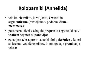 Kolobarniki (Annelida)