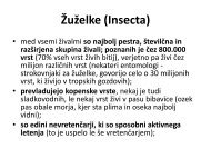 Å½uÅ¾elke