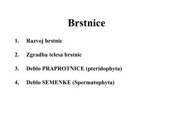 Brstnice