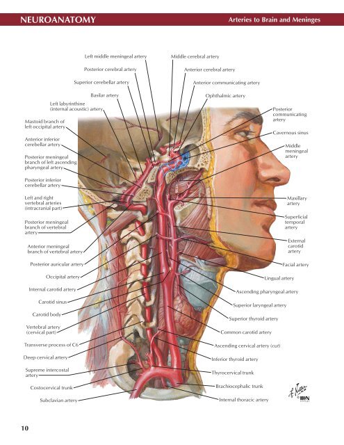 Neuro Atlas