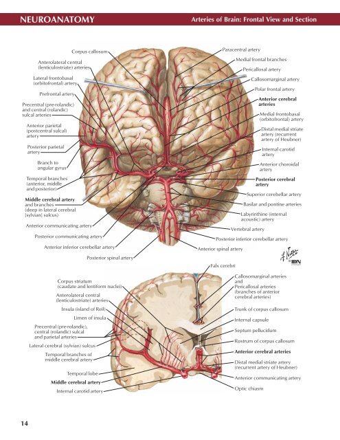 Neuro Atlas