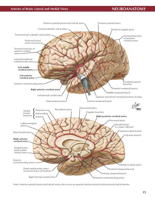 Neuro Atlas