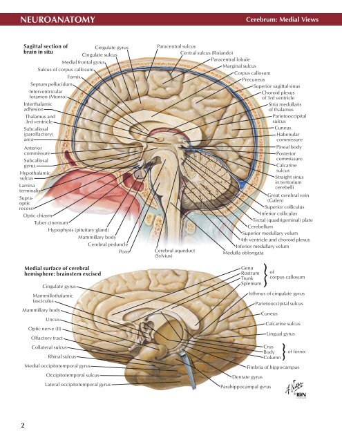 Neuro Atlas