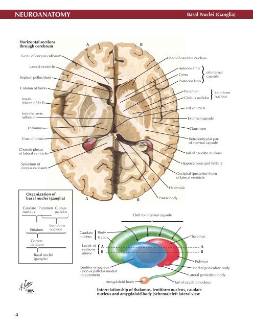 Neuro Atlas