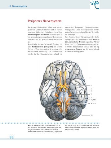 Peripheres Nervensystem - Schattauer