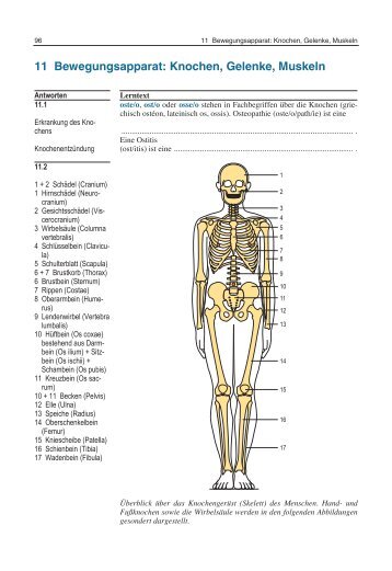 11 Bewegungsapparat: Knochen, Gelenke, Muskeln - Schattauer