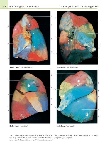 4 Brustorgane und Brustsitus Lungen (Pulmones ... - Schattauer