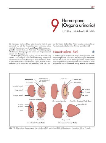 Harnorgane (Organa urinaria) - Schattauer