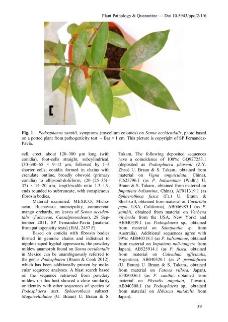 Identity of powdery mildew on Senna in Mexico - Plant Pathology ...