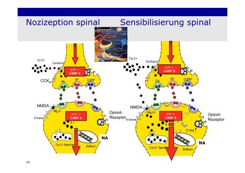 Physiologie - Schmerzzentrum - UniversitÃ¤tsklinikum Erlangen