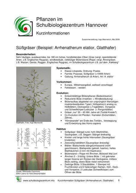 SÃƒÂ¼ÃƒÂŸgrÃƒÂ¤ser (Arrhenatherum, Glatthafer)