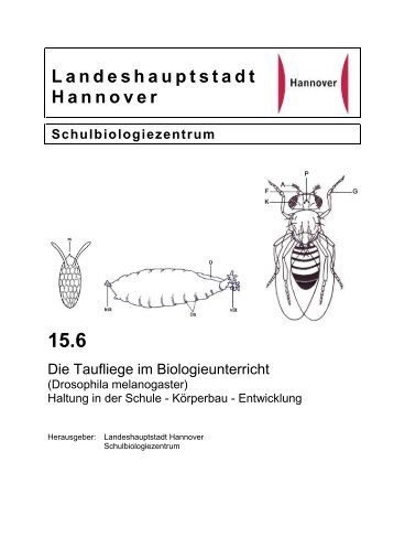 Die Taufliege im Biologieunterricht (Drosophila melanogaster)