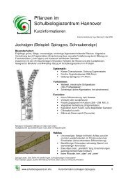 Jochalgen (Spirogyra, Schraubenalge)