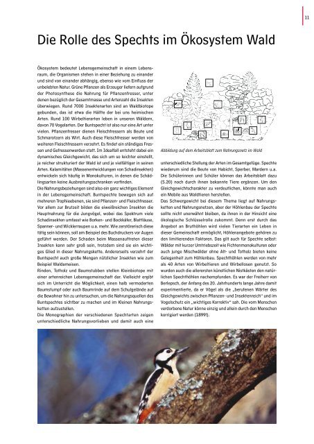 Spechte im ÃƒÂ–kosystem Wald (Pdf) - Naturpark Bayerischer Wald