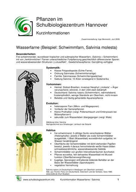 kaktus euphorbia kaufen Dreikantige Wolfsmilch kaufen