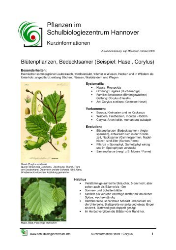 Bedecktsamer/LaubbÃƒÂ¤ume (Corylus, Hasel)