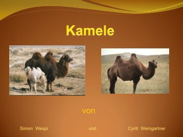 Kamele - Schule Nottwil