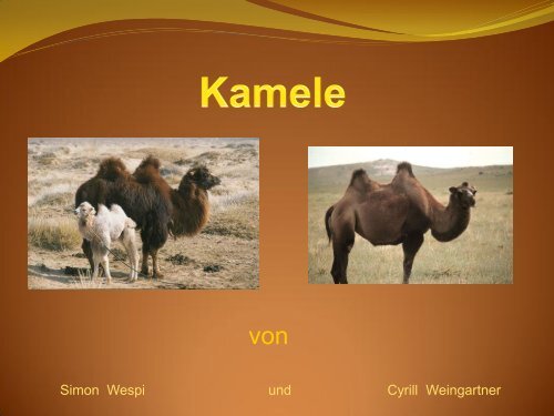 Kamele - Schule Nottwil