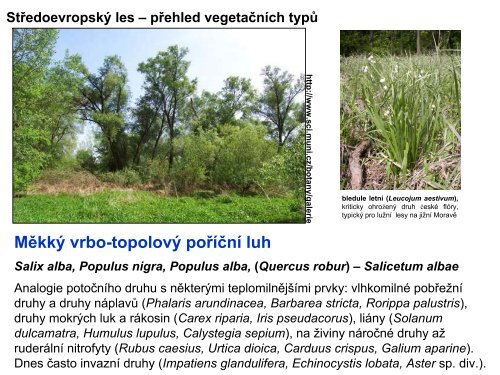 Středoevropský les – přehled vegetačních typů Potoční vrbiny ...