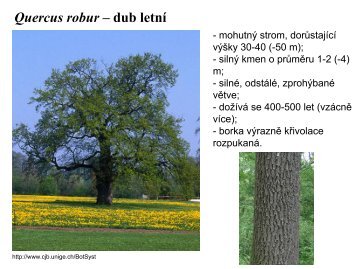 Quercus robur – dub letní
