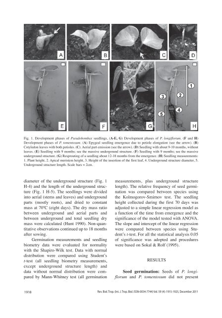 Seed germination and seedling growth of two Pseudobombax species