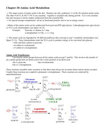 Chapter 20-Amino Acid Metabolism