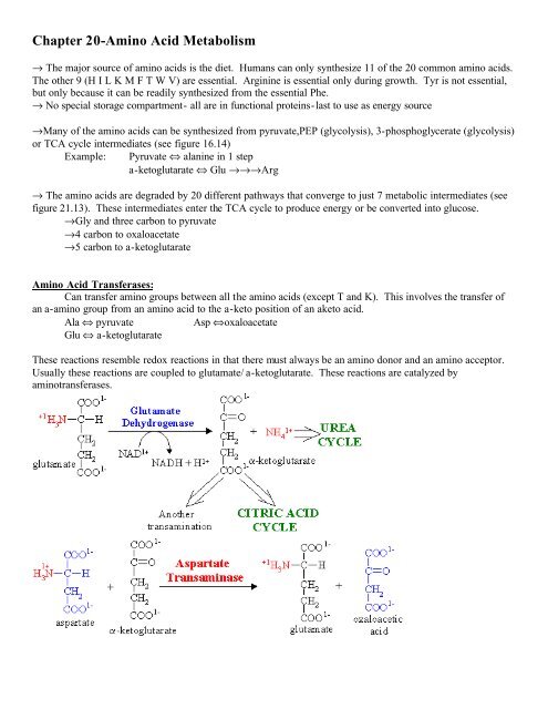 Chapter 20-Amino Acid Metabolism