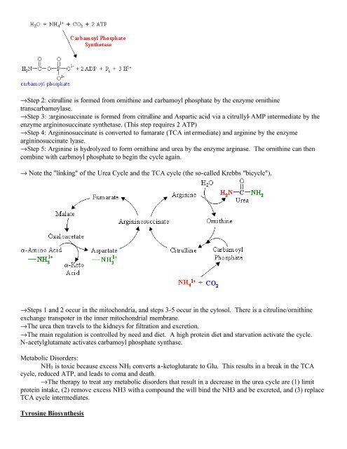 Chapter 20-Amino Acid Metabolism