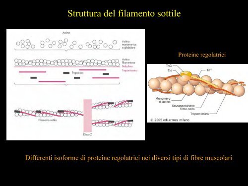 Meccanica della contrazione e plasticitÃ  del ... - Scienze motorie