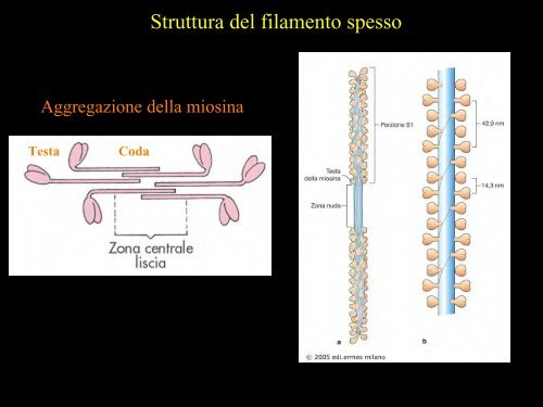 Meccanica della contrazione e plasticitÃ  del ... - Scienze motorie