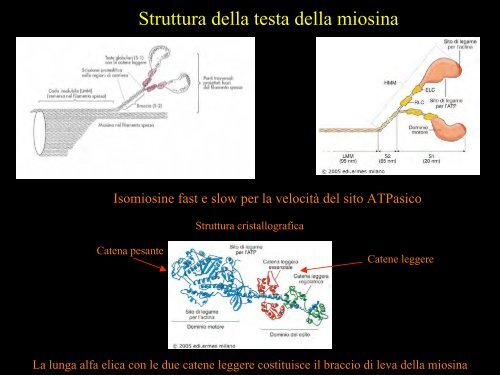 Meccanica della contrazione e plasticitÃ  del ... - Scienze motorie