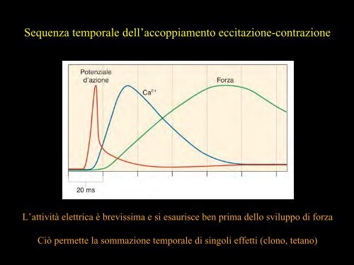 Meccanica della contrazione e plasticitÃ  del ... - Scienze motorie