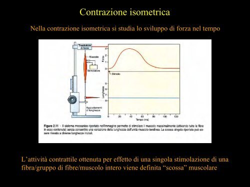 Meccanica della contrazione e plasticitÃ  del ... - Scienze motorie