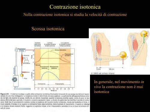 Meccanica della contrazione e plasticitÃ  del ... - Scienze motorie