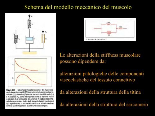 Meccanica della contrazione e plasticitÃ  del ... - Scienze motorie