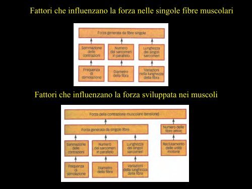 Meccanica della contrazione e plasticitÃ  del ... - Scienze motorie