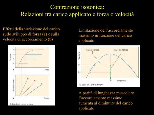 Meccanica della contrazione e plasticitÃ  del ... - Scienze motorie