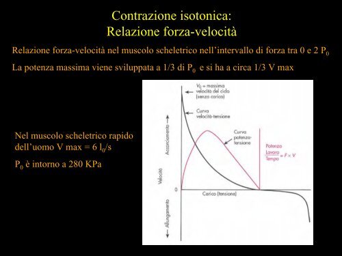 Meccanica della contrazione e plasticitÃ  del ... - Scienze motorie