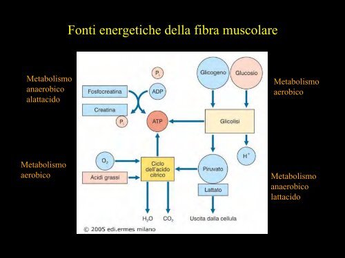 Meccanica della contrazione e plasticitÃ  del ... - Scienze motorie