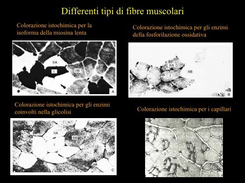 Meccanica della contrazione e plasticitÃ  del ... - Scienze motorie