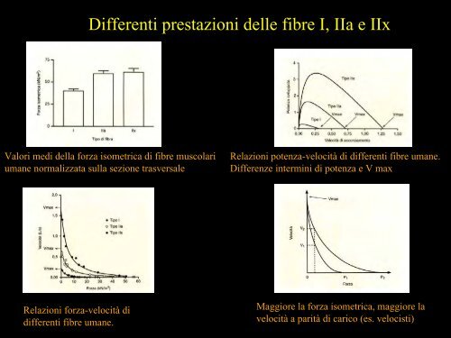 Meccanica della contrazione e plasticitÃ  del ... - Scienze motorie