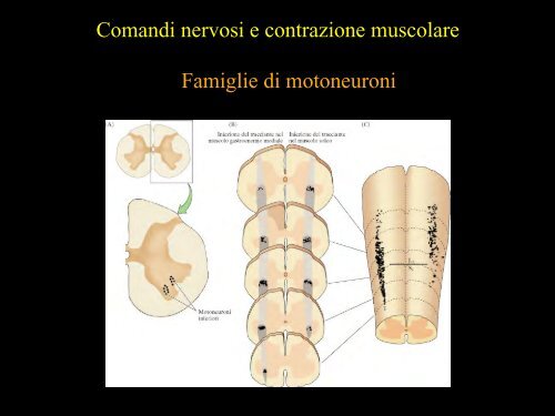 Meccanica della contrazione e plasticitÃ  del ... - Scienze motorie