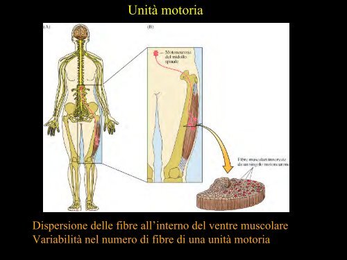 Meccanica della contrazione e plasticitÃ  del ... - Scienze motorie