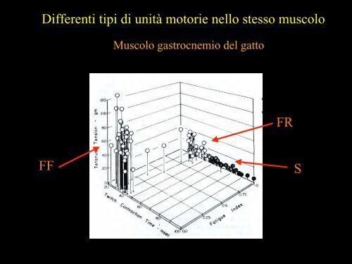 Meccanica della contrazione e plasticitÃ  del ... - Scienze motorie